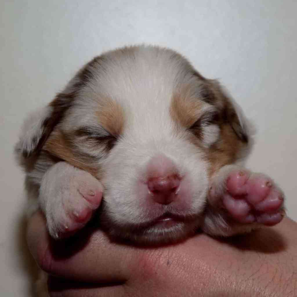 Bobbie Abel Quadrupes