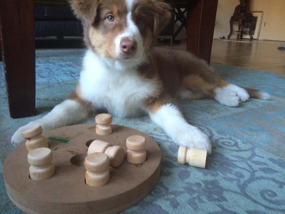 Amber Tess Quadrupes, Sanza, is aan het puzzelen :-)