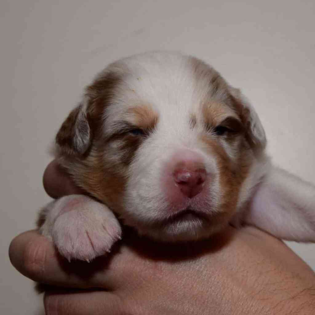 Benno Kasper Quadrupes