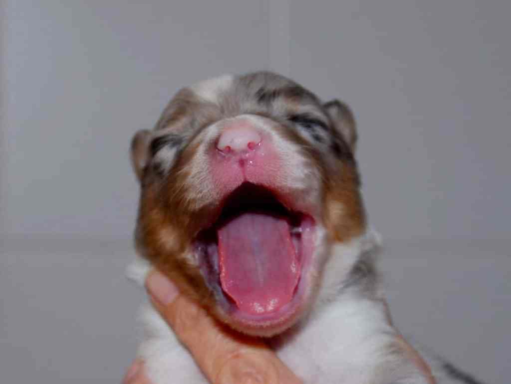 Wij wensen iedereen een mooi 2016 en veel plezier met jullie huisdieren