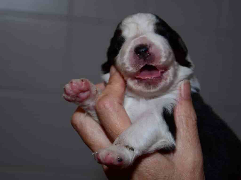 30 december 2015, de pups nog met de oogjes dicht. Pup 11, Black Tricolor teefje