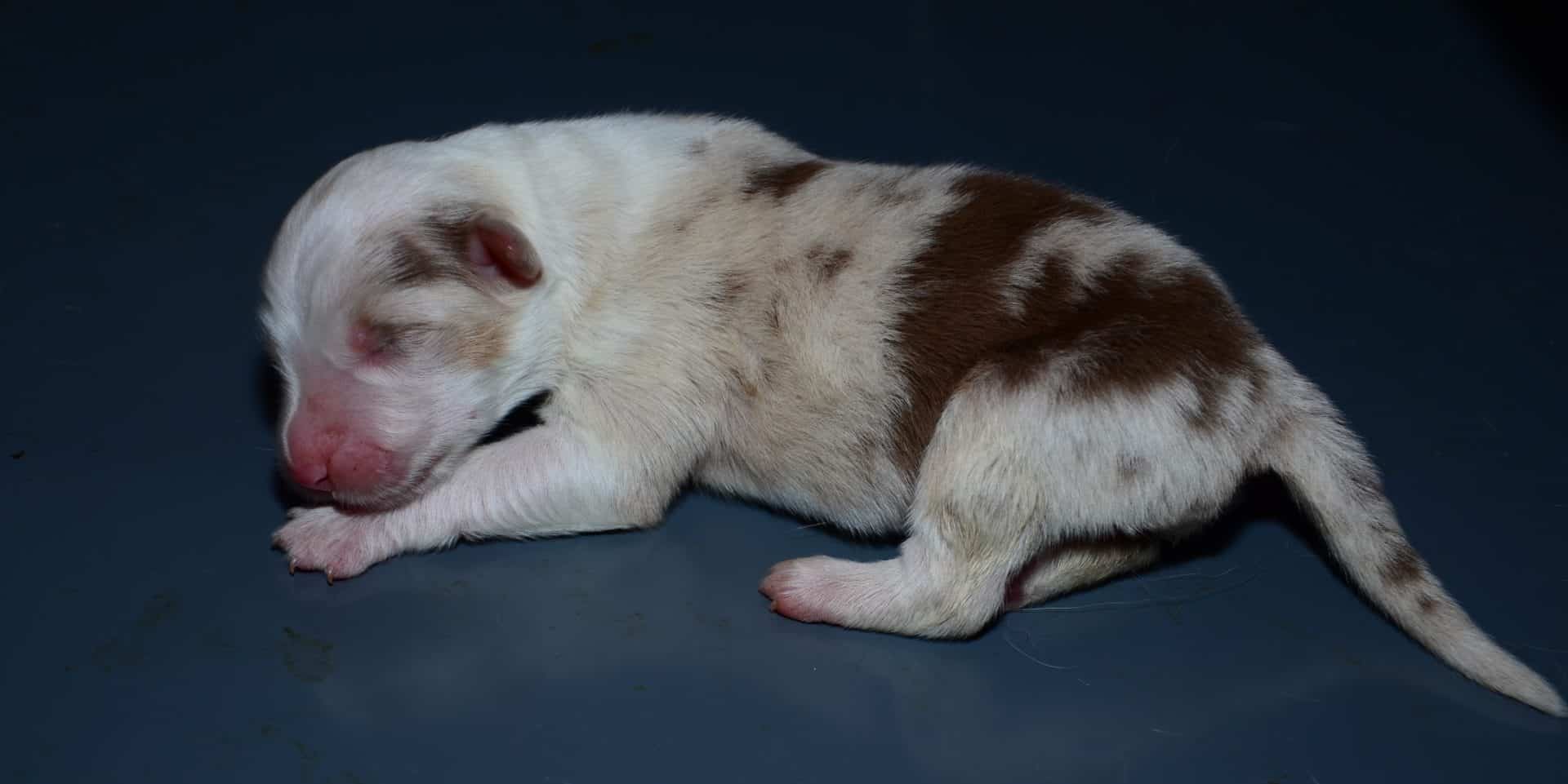 xxtess2enestallepupsjustbornop-plaat