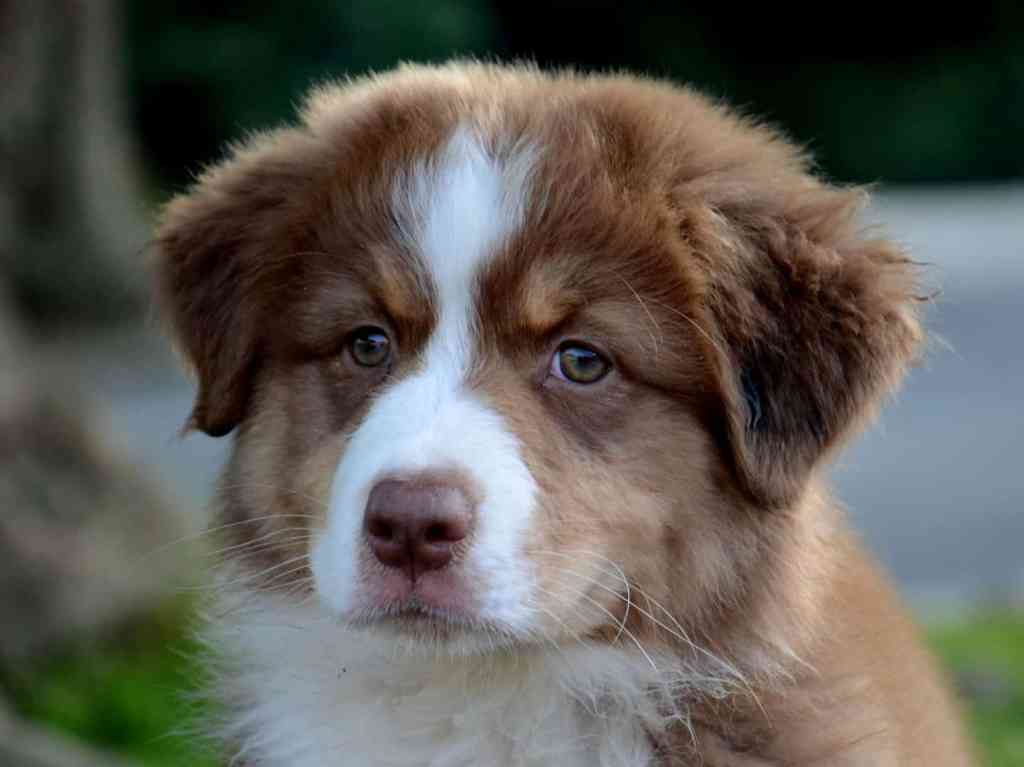 Tess, 10 weken, bezorgde blik en ze viel pardoes in het&nbsp;water