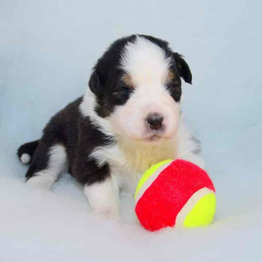 Pup 11, een Black Tricolor teefje, de dappere pup, genieten als je haar volgt