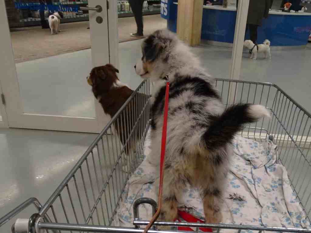 Abel Mexx was mee naar een tuincentrum