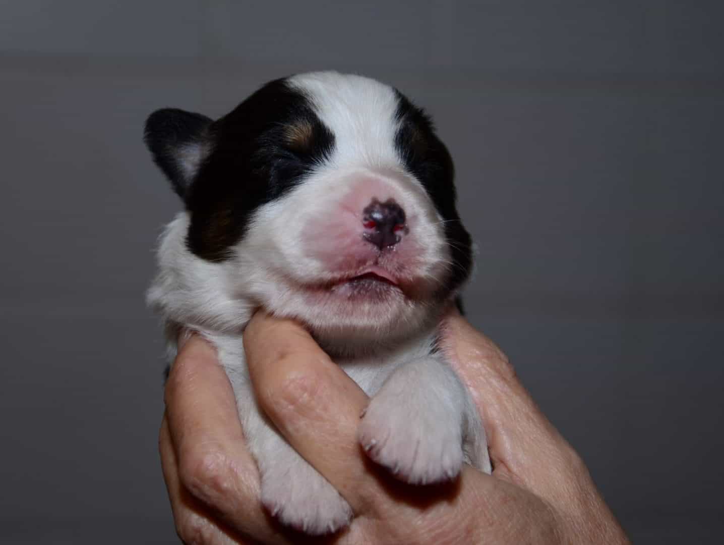 pup6