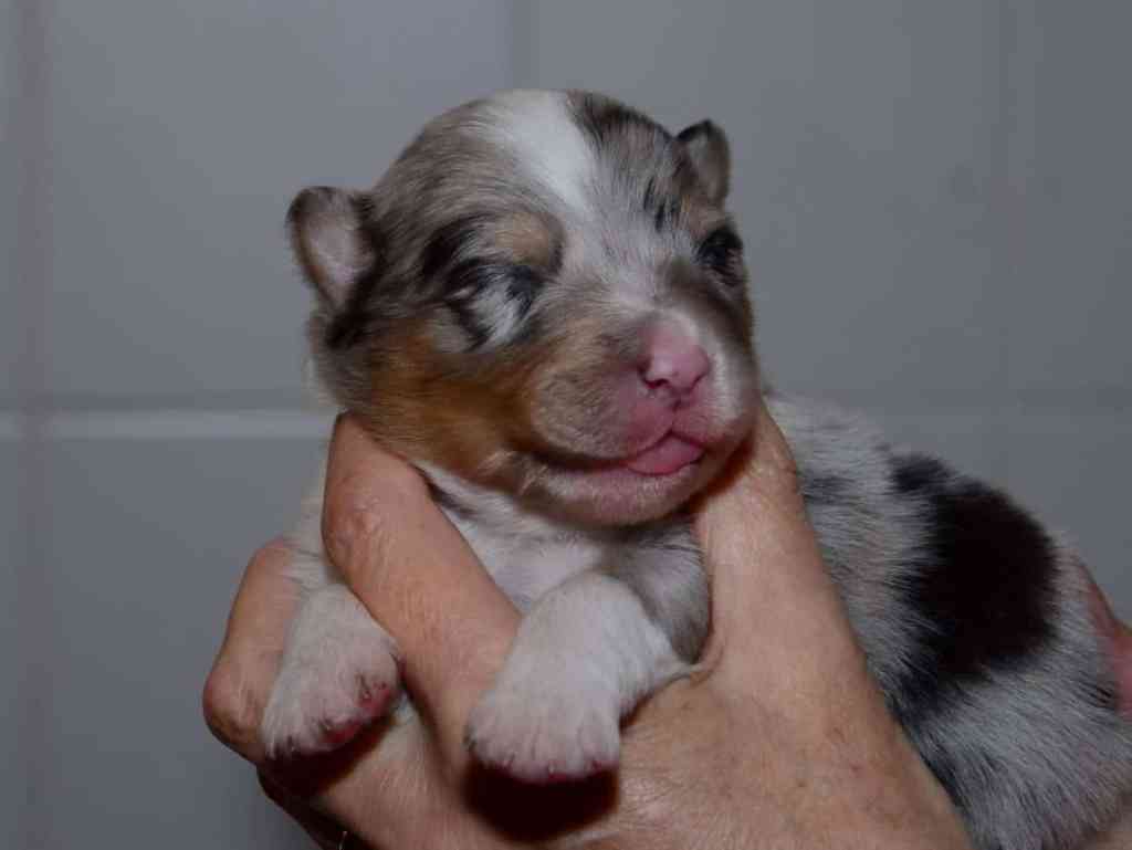 Pup 9, Blue Merle teefje