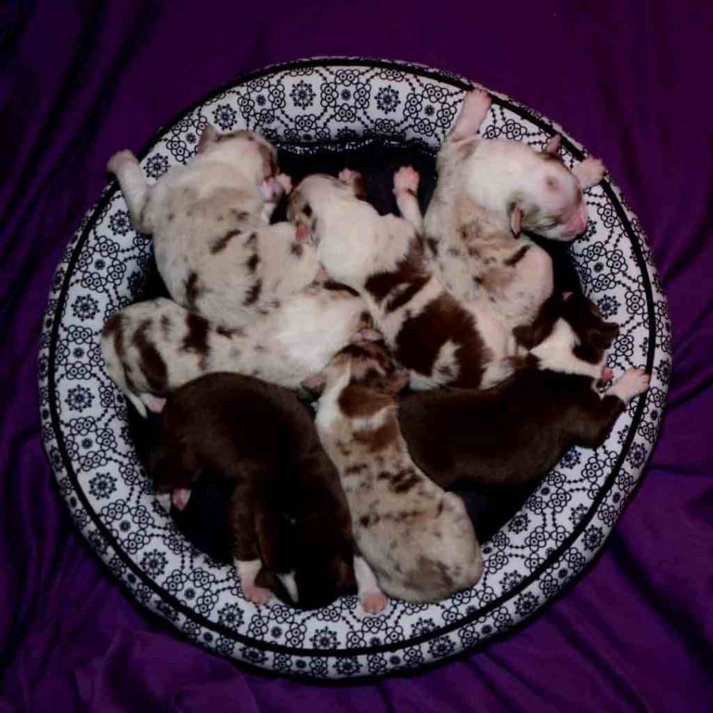 Een mand met de 7&nbsp;jongens…