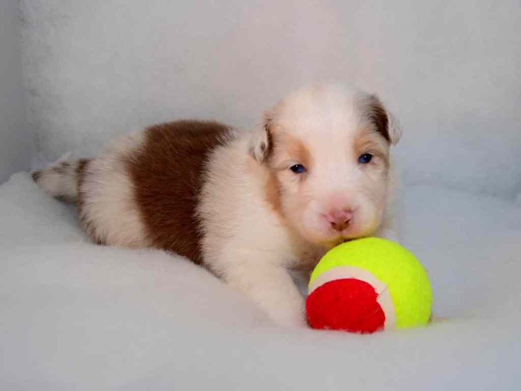 Pup 5, een Blue Merle dame met een breed koppie