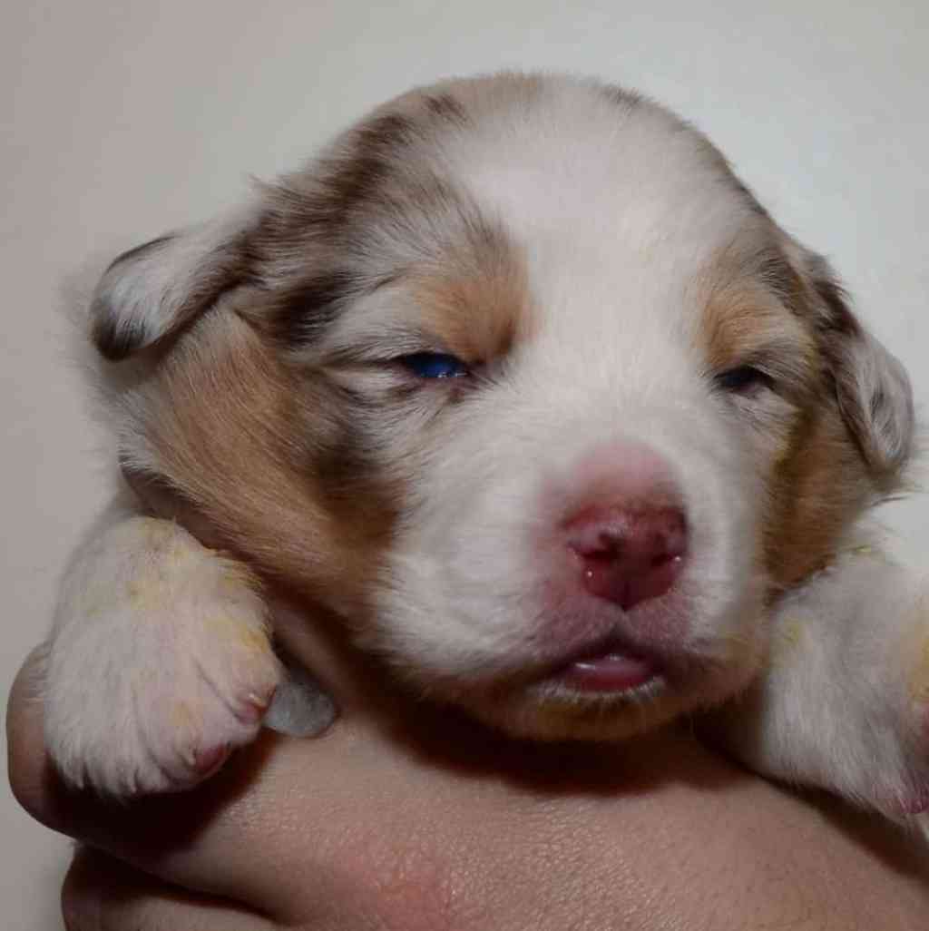 De oogjes zijn nu open, aandoenlijk om dat te zien. De pups hadden net gedronken, dus&nbsp;moe…