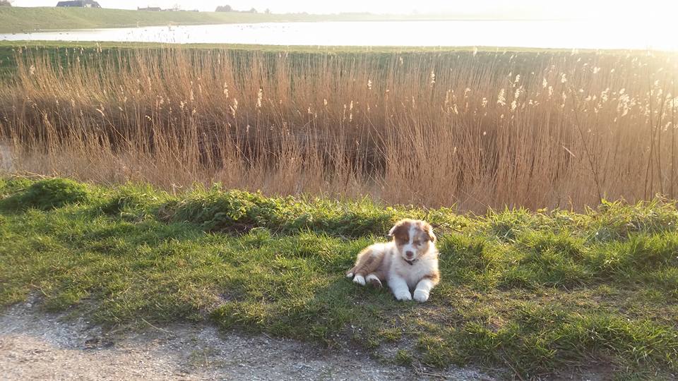 Zo leuk foto’s binnen te krijgen van de pups…