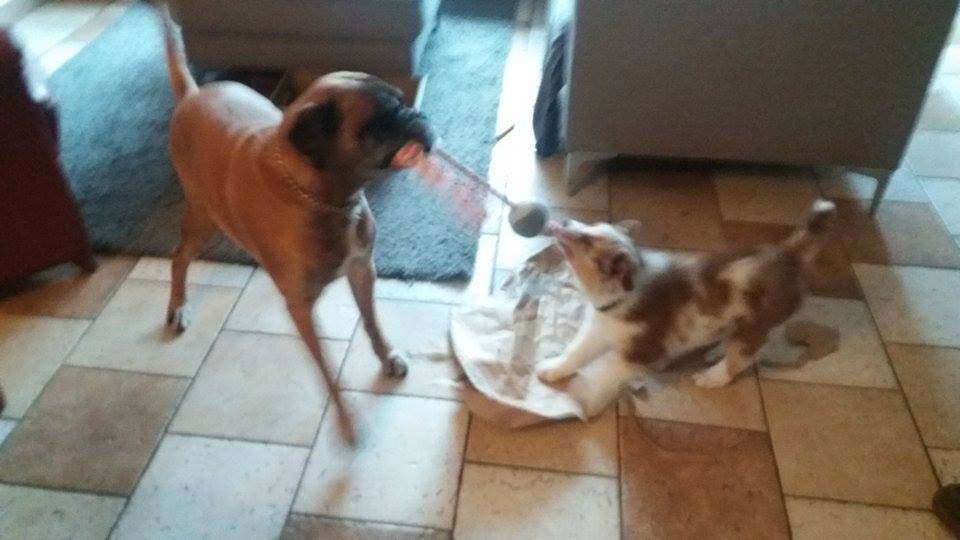 12721852_433892786820672_1955305361_n