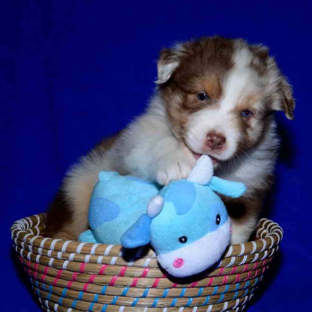 Even een paar fotootjes van Alice Flame (roepnaam Jessie)