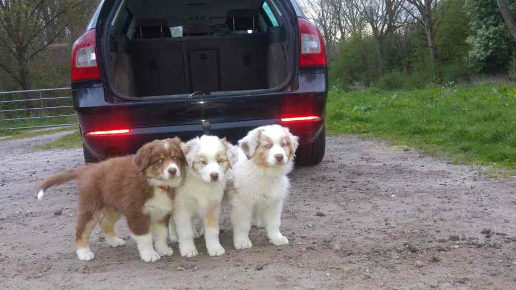 Kennelnaam Quadrupes