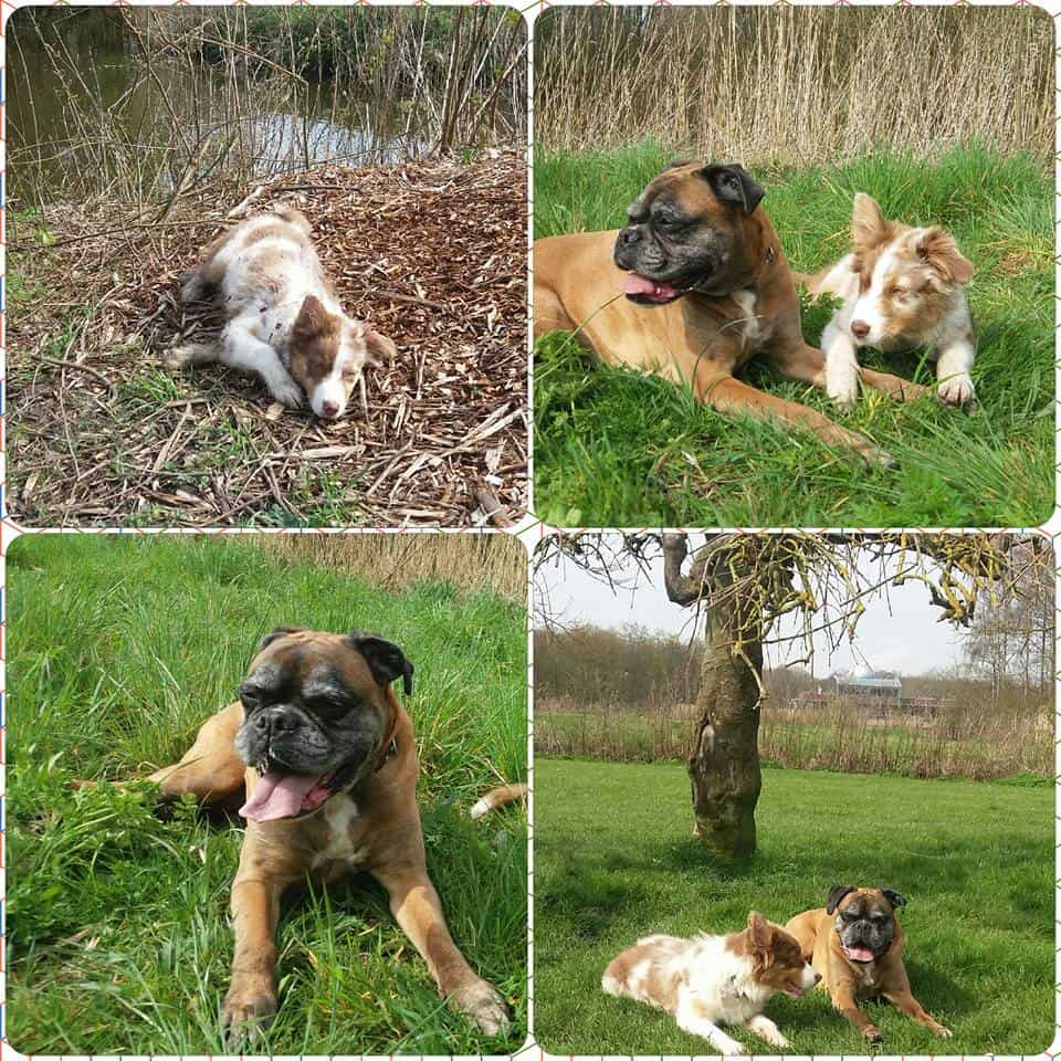 En daar is Alice Flame Quadrupes, Bowie