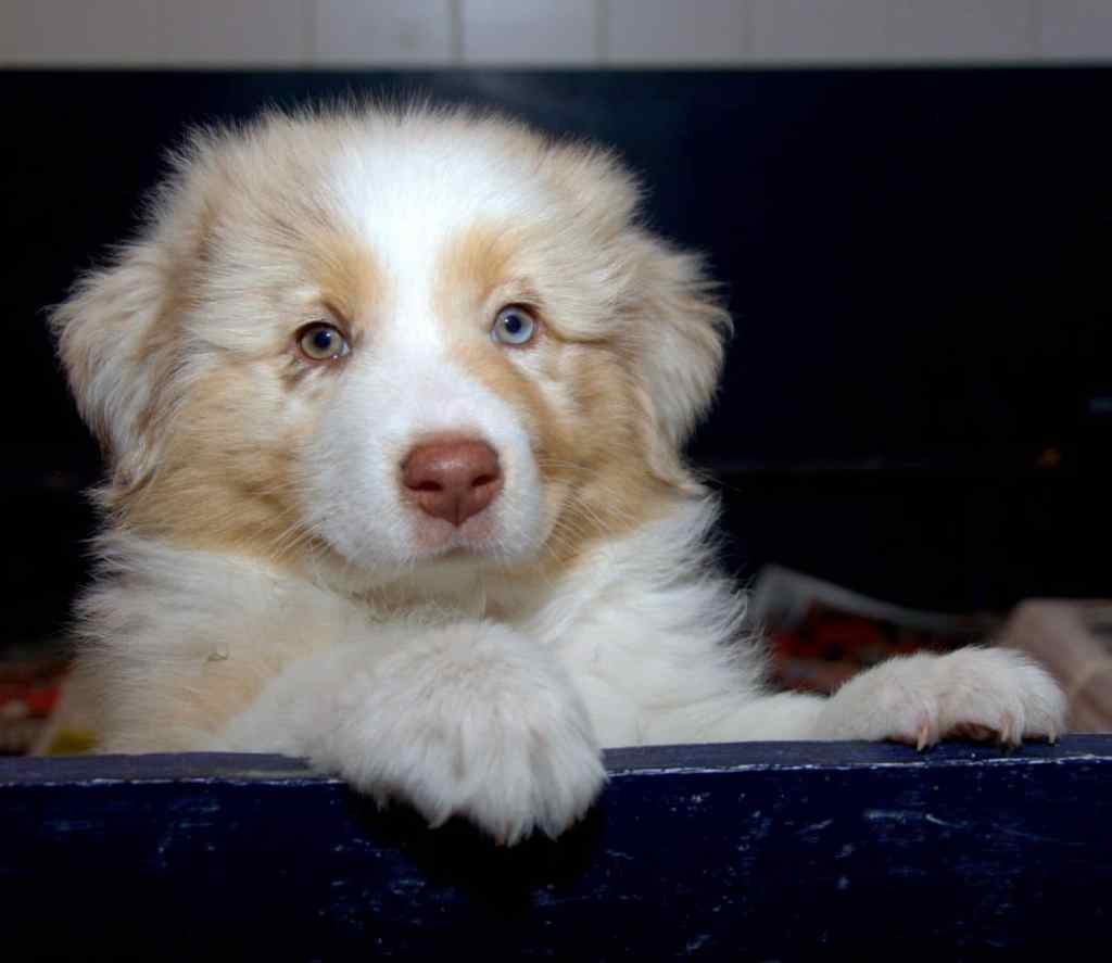 Benthe Saar Quadrupes gaat het nest&nbsp;verlaten…