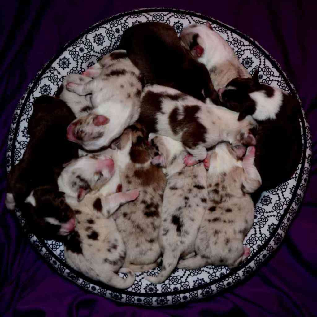 Het elftal paste nog net in een&nbsp;mand…