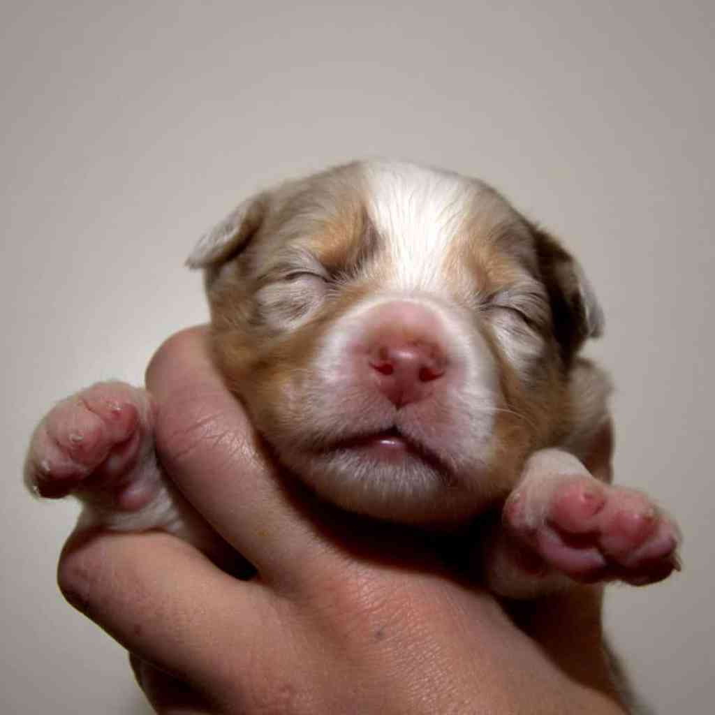 Berry Jonah Quadrupes