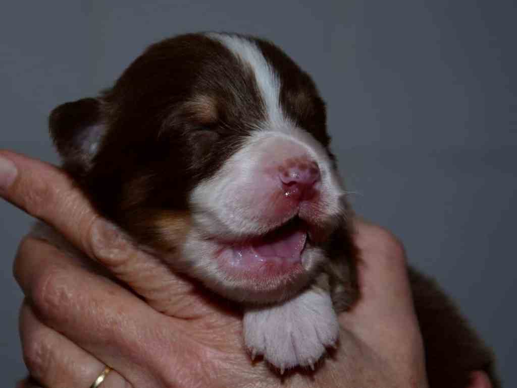 Pup 10, Red Tricolor reutje