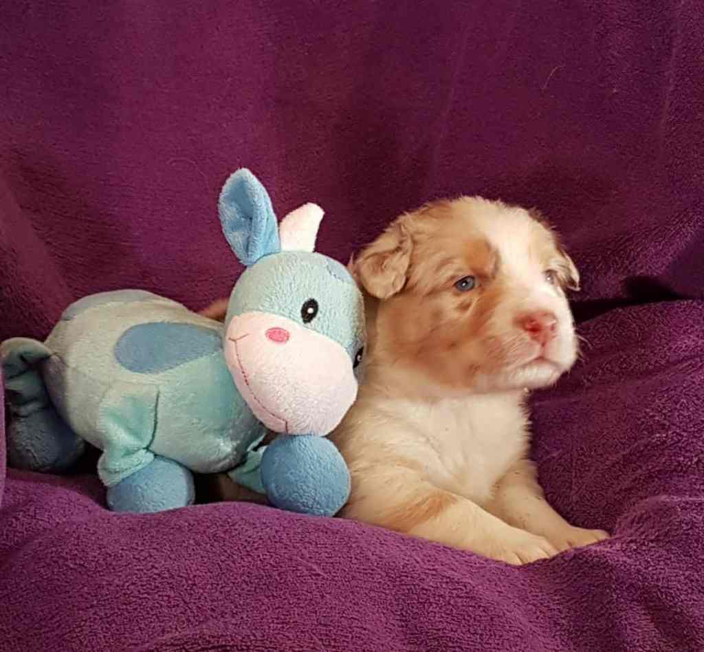 Berry Jonah Quadrupes, gemaakt door een belangstellende voor een pup. Met een smartphone,&nbsp;prachtig!