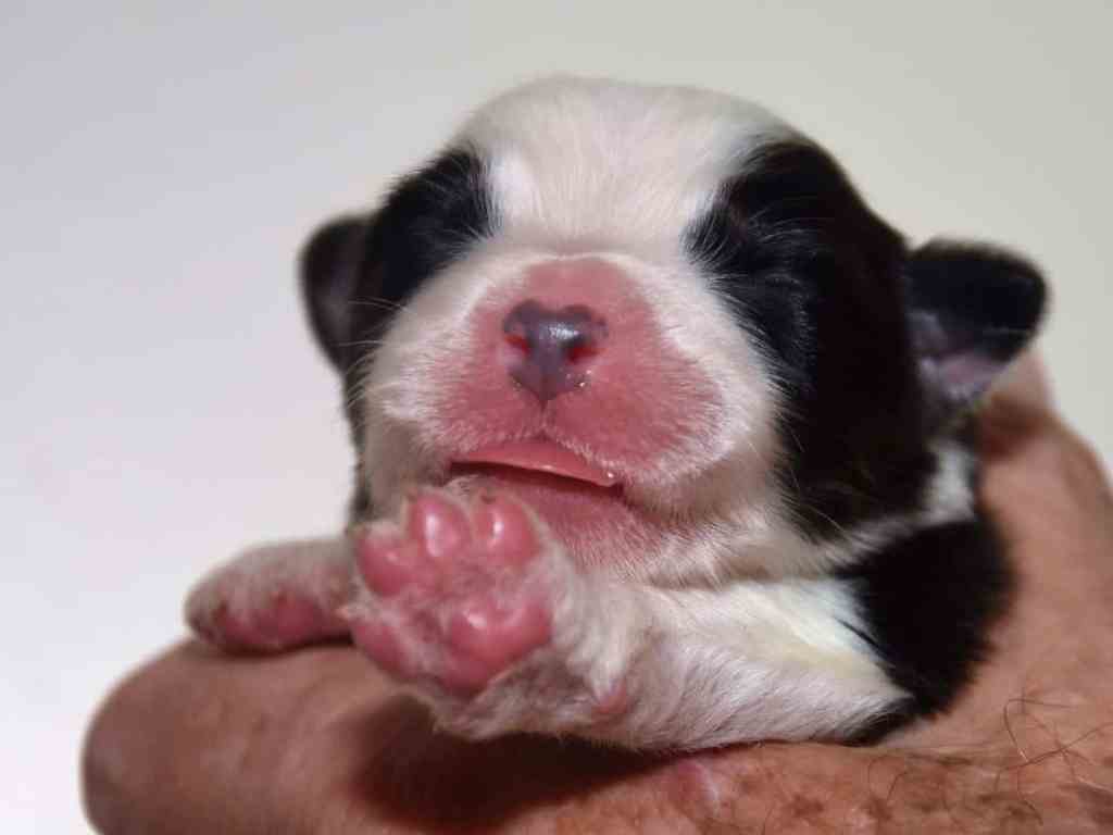 Ik zou de pups nog even voorstellen, hier 4 dagen oud, inmiddels zijn we een week verder…, ze doen het&nbsp;goed