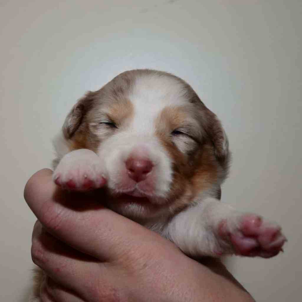 Benthe Saar Quadrupes