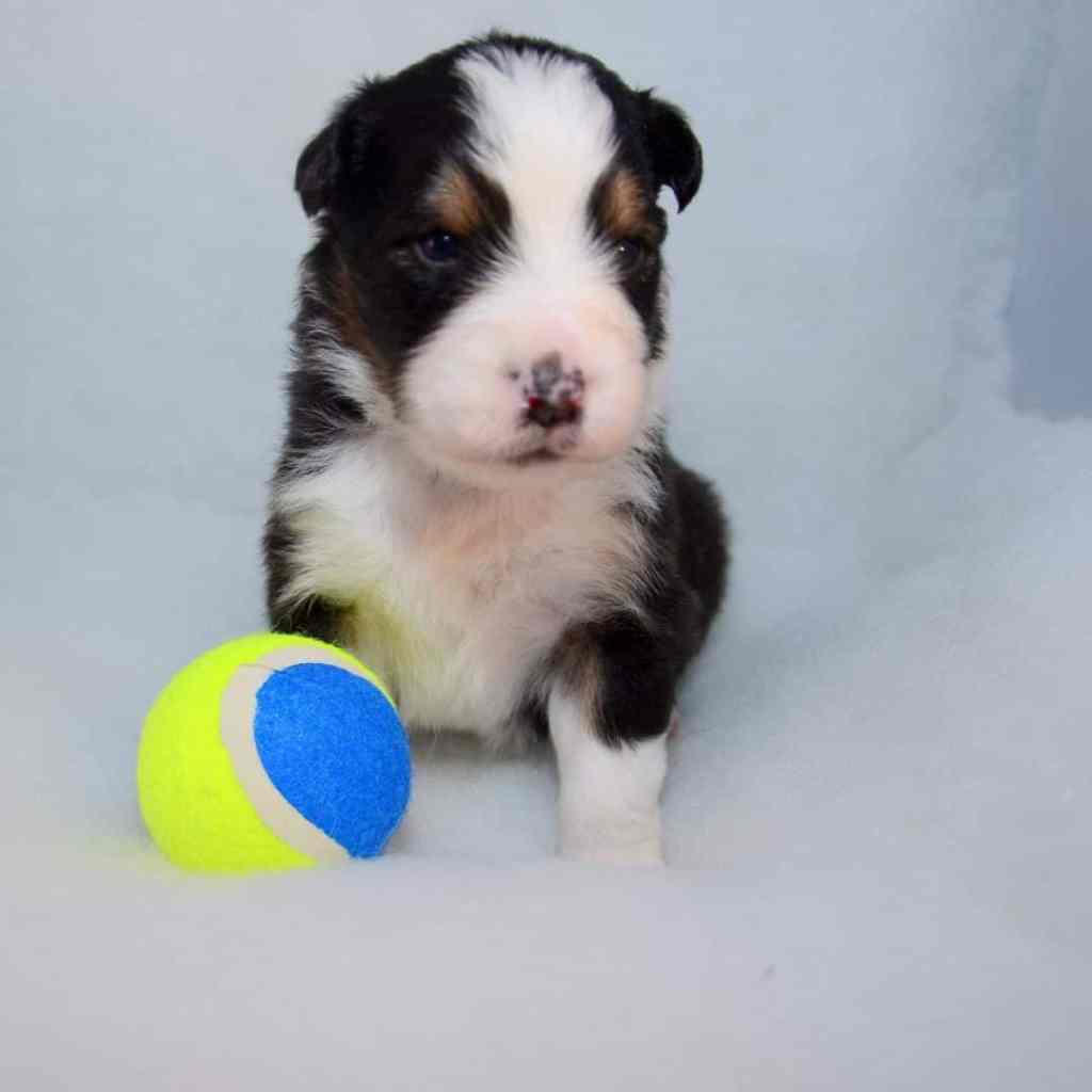Pup 2, deze mooie Black Tricolor klauterde al uit de werpkist