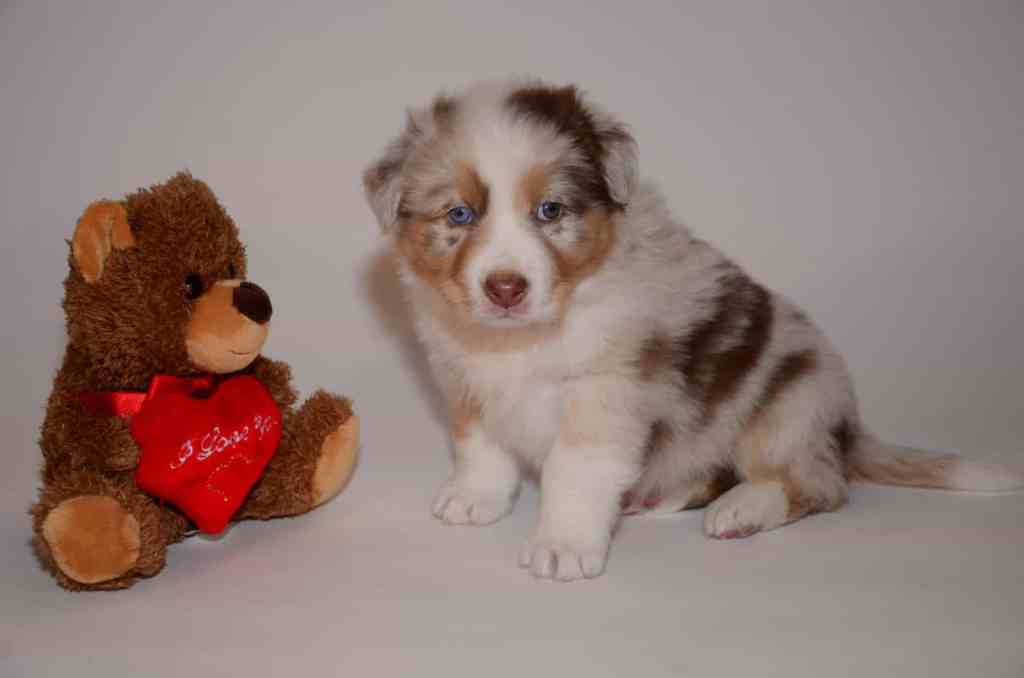 Berry Jonah Quadrupes