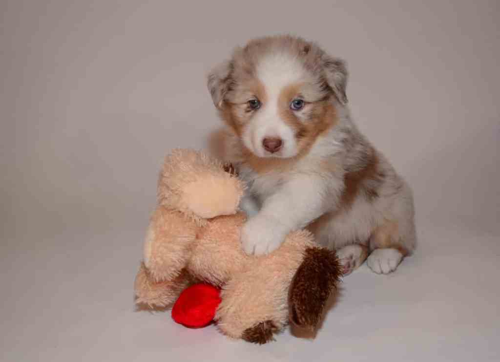 Benthe Saar Quadrupes