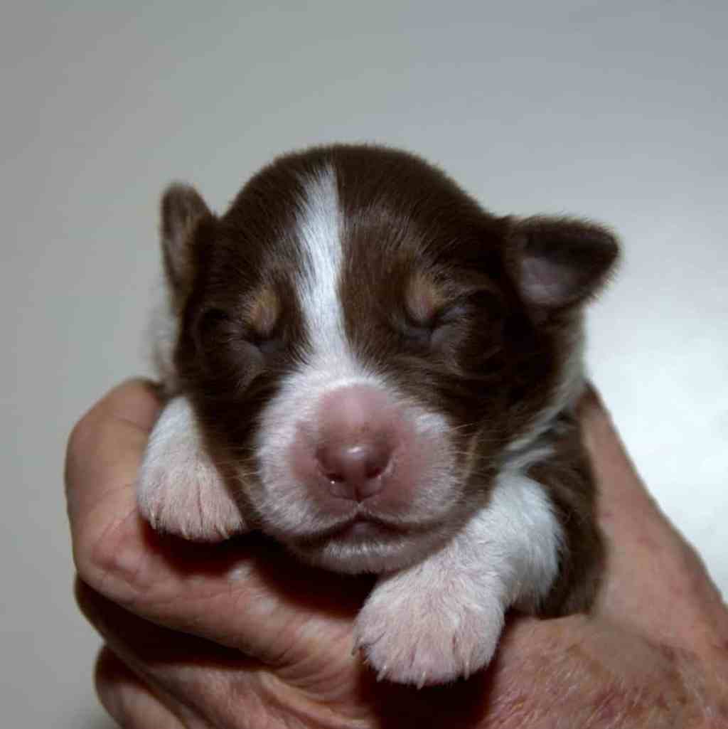 Ik wil jullie voorstellen aan Benja Tess Quadrupes, dit teefje, werd als 1e pup&nbsp;geboren