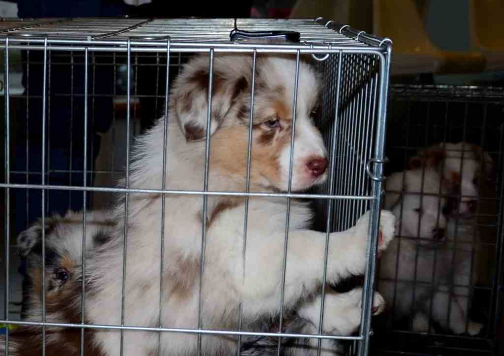 Op naar het MCD voor een oogtest…