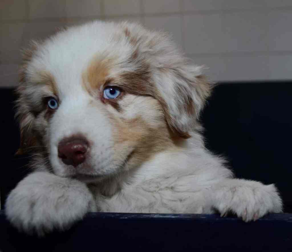 Bobbie Abel Quadrupes gaat het nest&nbsp;verlaten