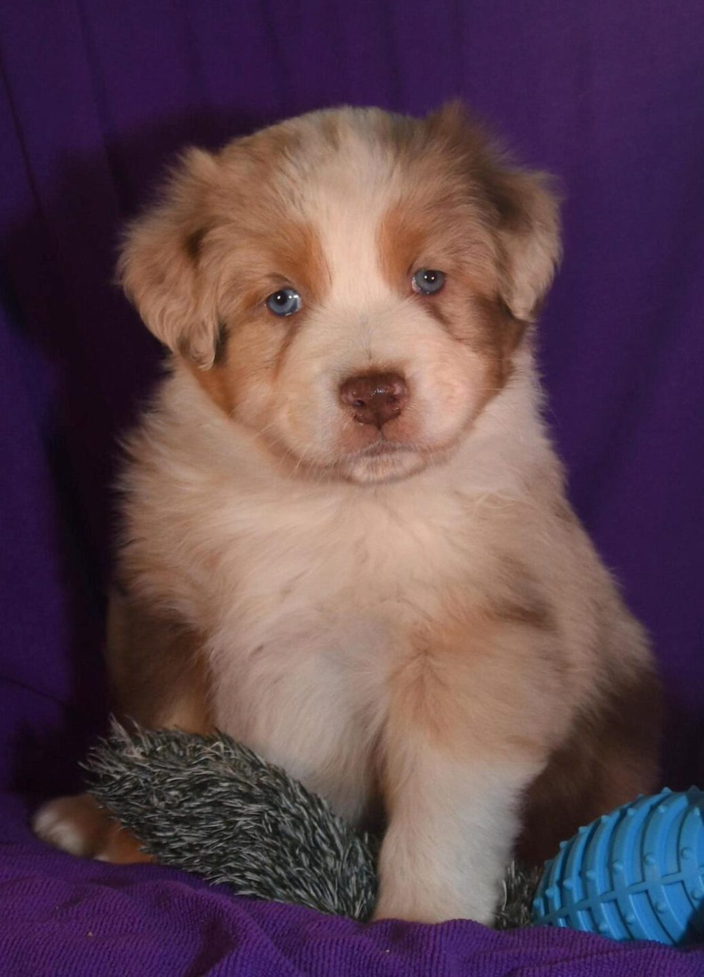 Floris Otto Quadrupes