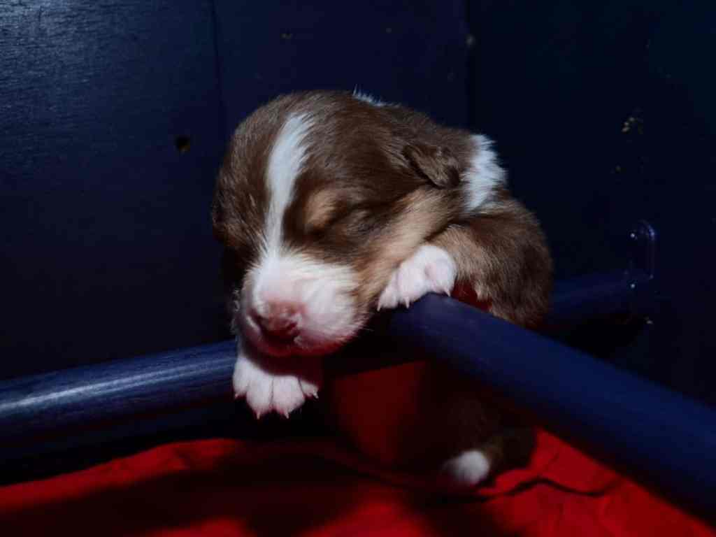 De pups zijn 2 weken, de oogjes open en ze kunnen nu horen