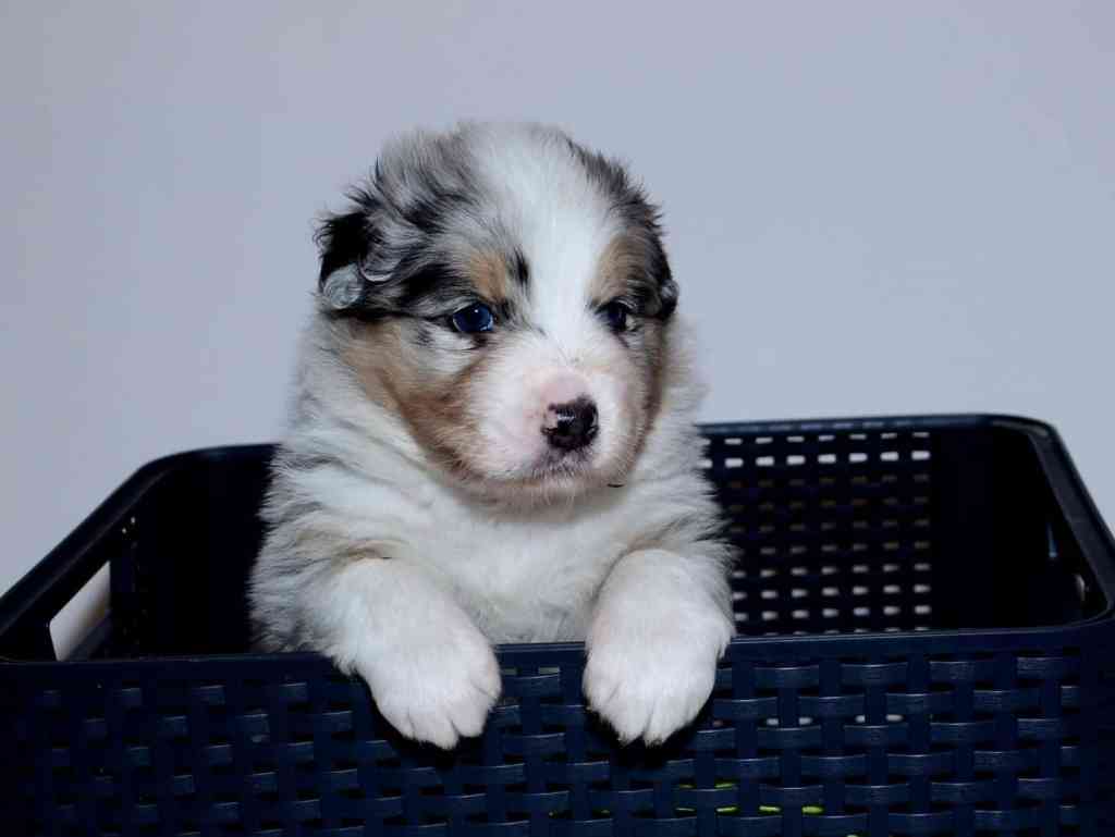 Het elftal is 4 weken oud, ABEL MEXX QUADRUPES