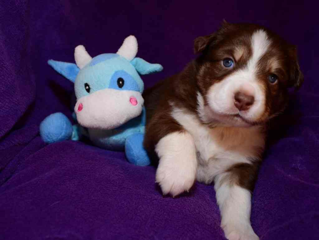 Buddy Koen Quadrupes