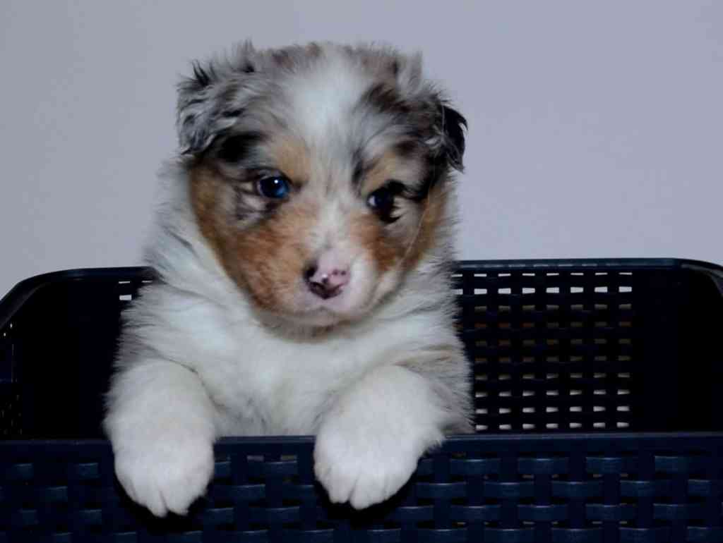 Het elftal is 4 weken oud, ALADIN QUINCY, (roepnaam Mila) QUADRUPES