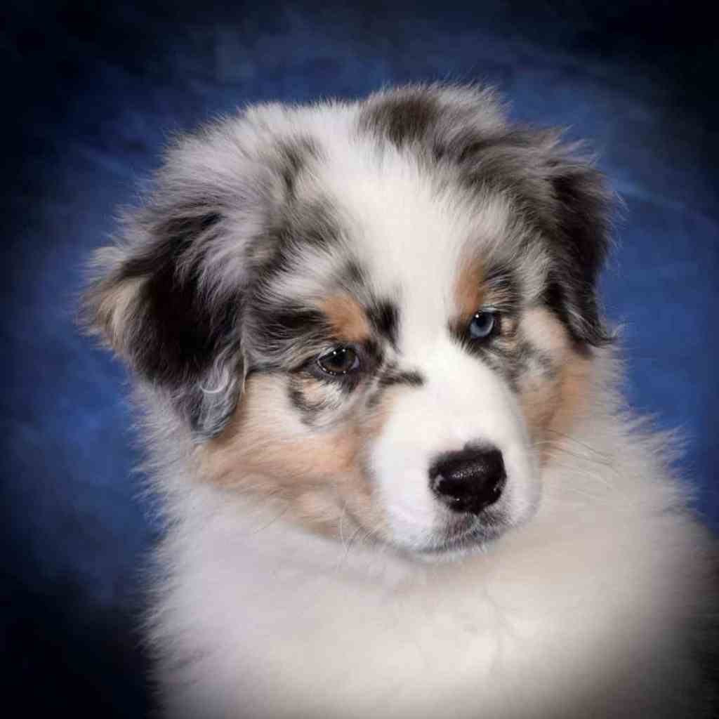 Abel Mexx, Mexy :), 10 weken jong