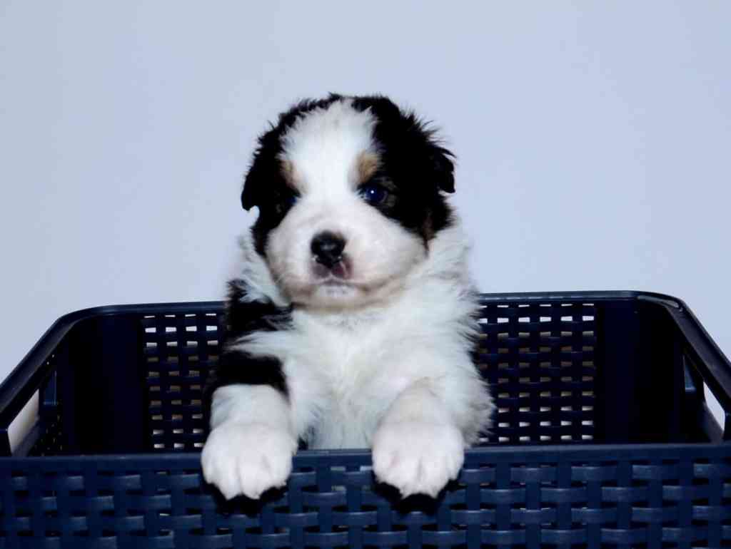 Het elftal is 4 weken oud, ALICIA SENNA QUADRUPES