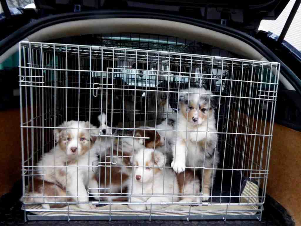 6 weken, voor het eerst in de auto en naar de dierenarts