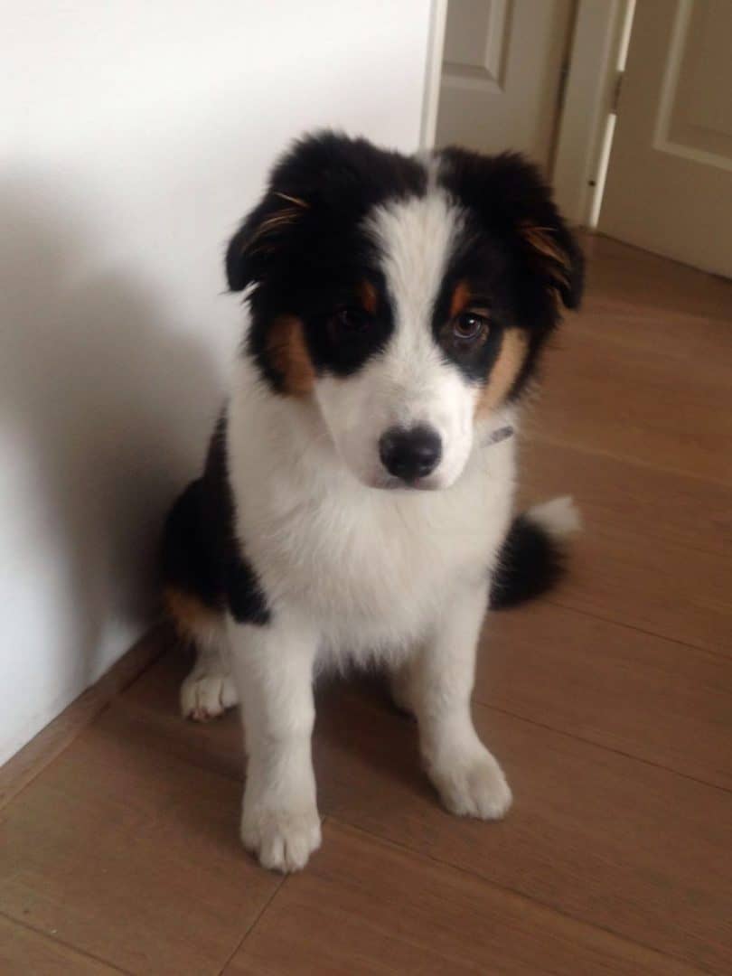 Amy Sita Quadrupes, Gaja