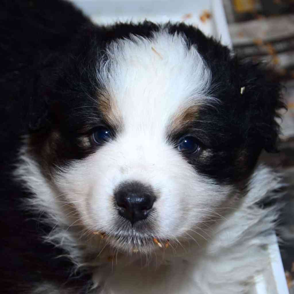Chippen, banjeren in de tuin, zindelijkheidstraining
