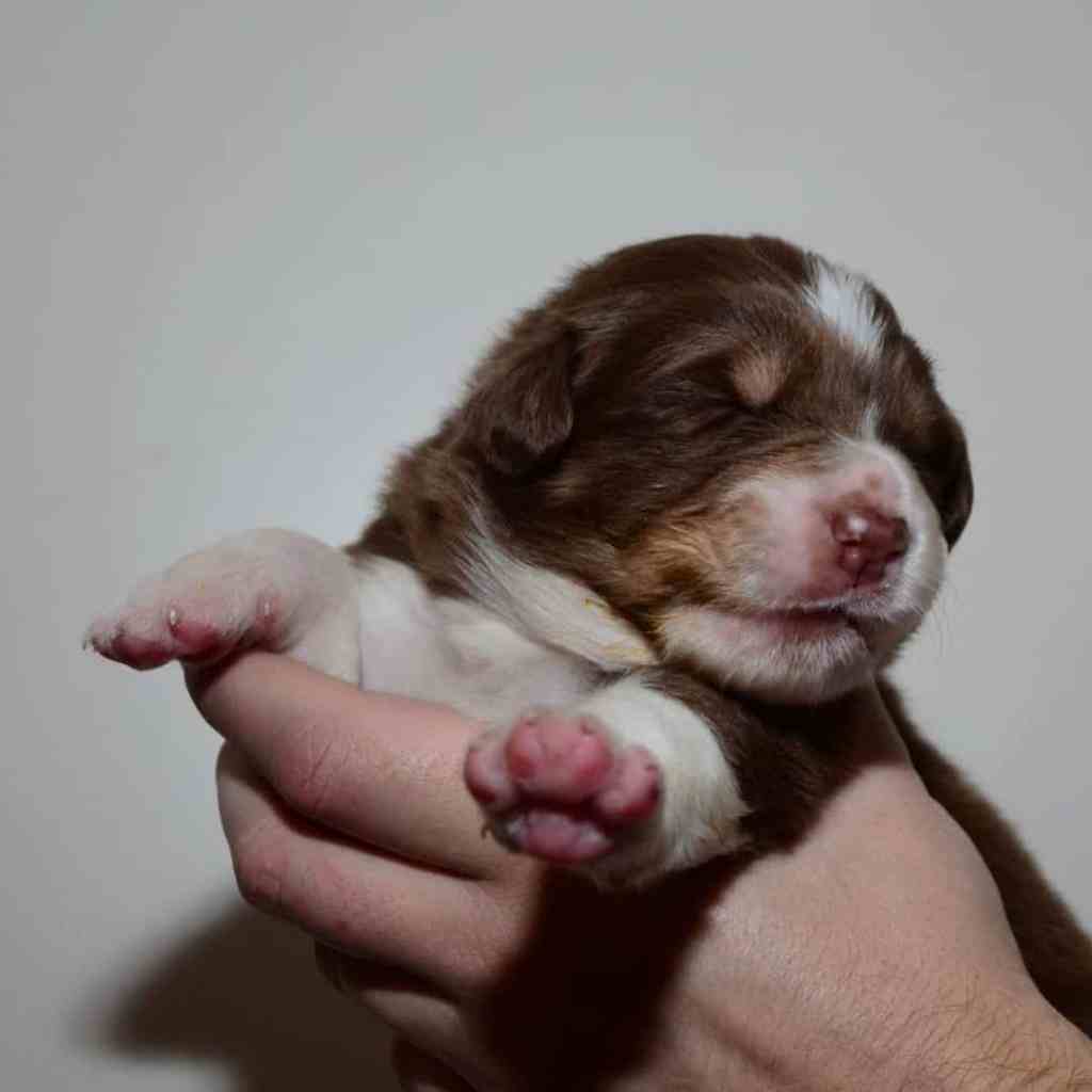 Benja Tess Quadrupes