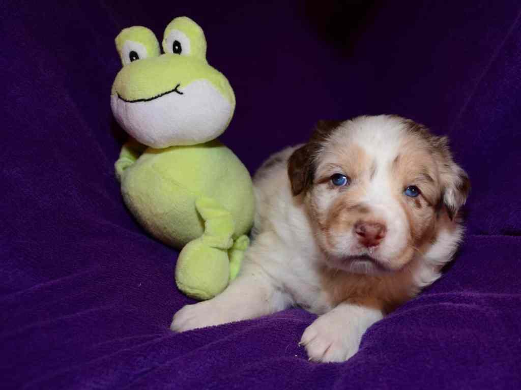 Britt Quinta Quadrupes