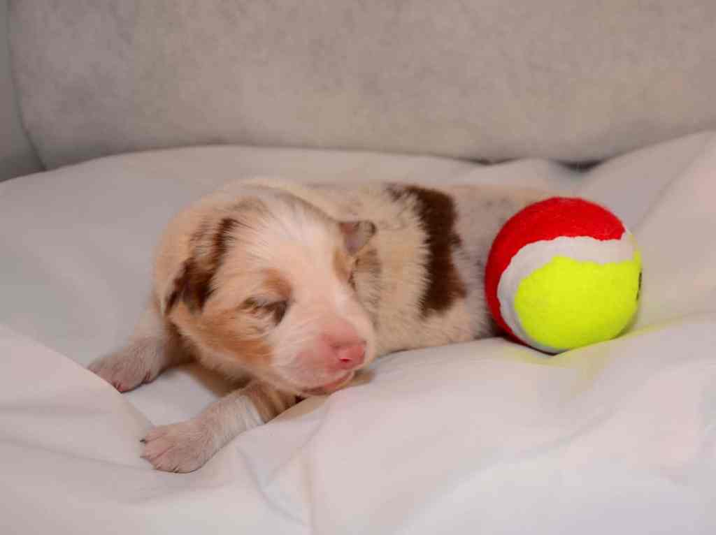 Bobbie Abel Quadrupes