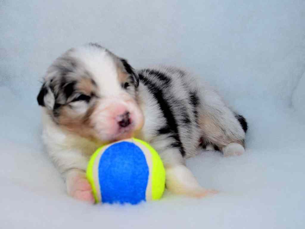 Pup 8, de redelijk rustige Blue Merle