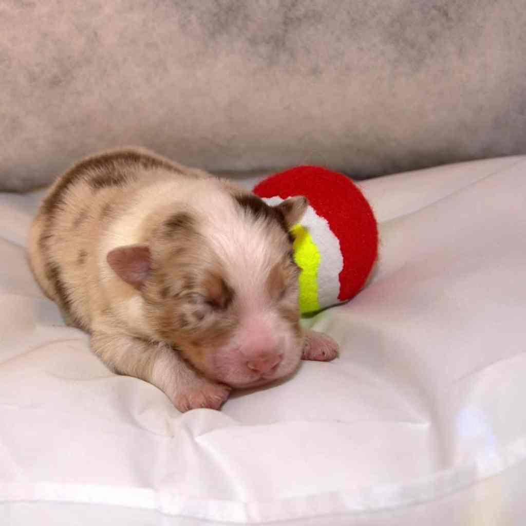 Reutje Berry Jonah, zijn vader wordt Jonah&nbsp;genoemd