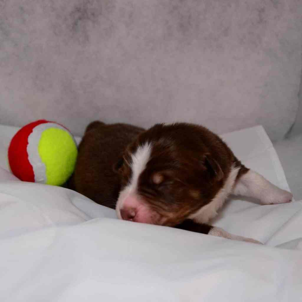 Reutje Buddy Koen&nbsp;Quadrupes