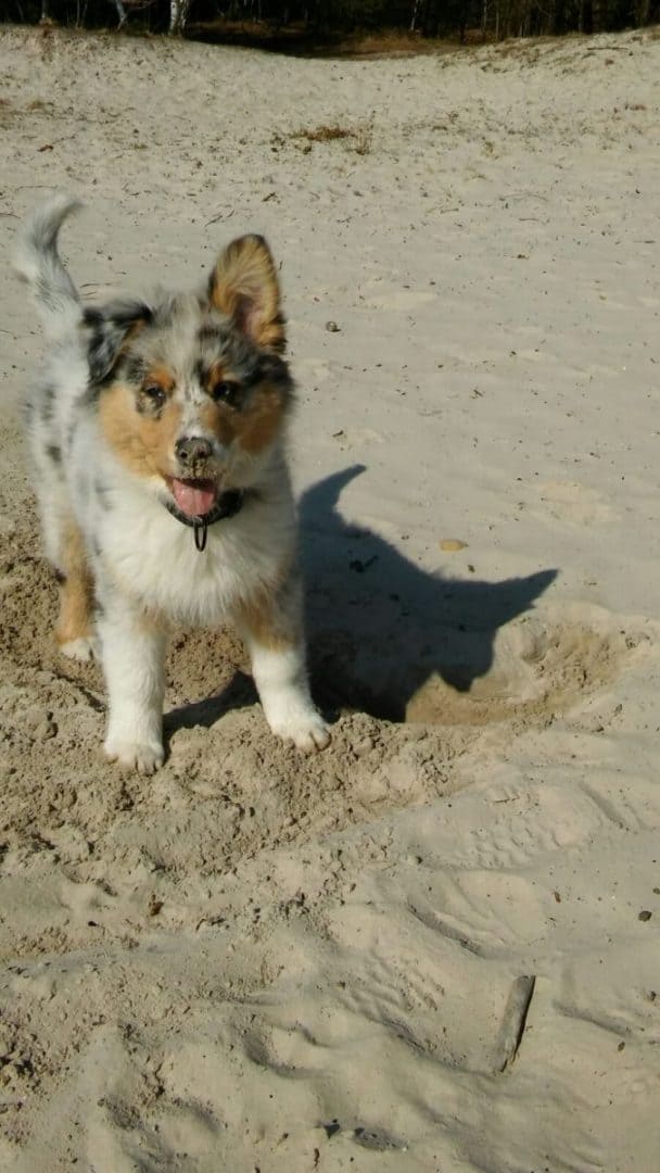 Yuna is een vrije vrolijke, ondernemende pup