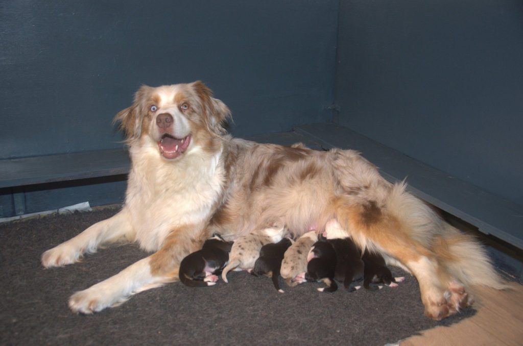 Baya Noor Quadrupes is bevallen op 3 maart&nbsp;2020